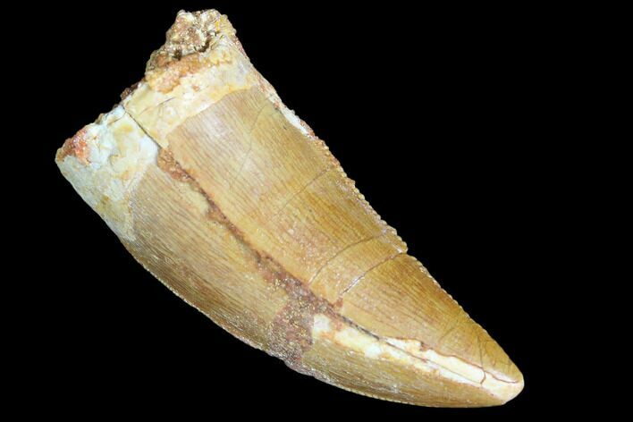 Bargain, Juvenile Carcharodontosaurus Tooth - Thick Tooth #84390